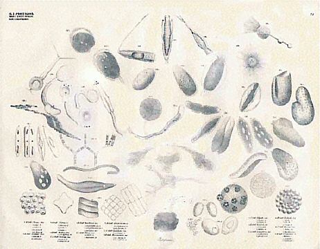 Class Protozoa, order Infusoria, family Monades by Georg August Goldfuss, c. 1844
