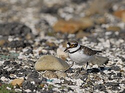 Little ringed plover at its nest; the eggs are camouflaged like the pebbles among which they are laid.