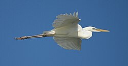 A. h. occidentalis flying in the Florida Everglades.