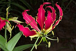 Zimbabwe's national flower, the flame lily.