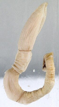 The hemichordates are among the many marine animals with hydrostatic skeletons and peristaltic locomotion.