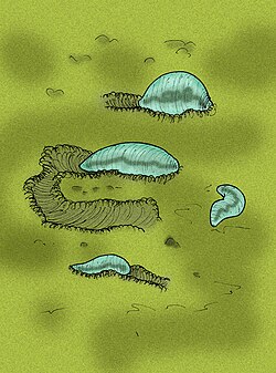 Ikaria wariootia, living 571–539 million years ago, is one of the oldest bilaterians identified.[22]