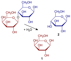 A simplified representation of a lactose molecule being broken down into glucose (2) and galactose (1)