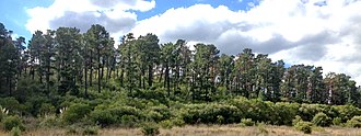 Conifers were the dominant terrestrial plants for most of the Mesozoic, with grasses becoming widespread in the Late Cretaceous. Flowering plants appeared late in the era but did not become widespread until the Cenozoic.