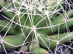 Stem of Mammillaria longimamma, showing tubercles