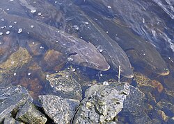 Lake sturgeon, the largest native fish in the Great Lakes and the subject of extensive commercial fishing in the 19th and 20th centuries is listed as a threatened species[64]