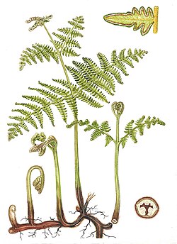 Croziers, fronds, and rhizomes of bracken. In this species the stems grow underground, allowing the plant to spread horizontally.