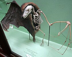 A preserved megabat showing how the skeleton fits inside its skin