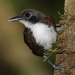 The legs and feet of ant-following antbirds are stable and adapted to gripping vertical stems and branches. The leg muscles of the bicoloured antbird make up 13 % of the total body weight.