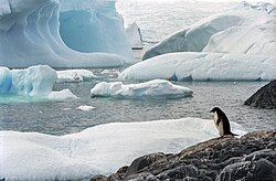 Few creatures make the ice shelves of Antarctica their habitat, but water beneath the ice can provide habitat for multiple species. Animals such as penguins have adapted to live in very cold conditions.[1]
