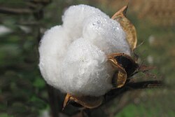 Cotton ready for harvest in Andhra Pradesh, India.