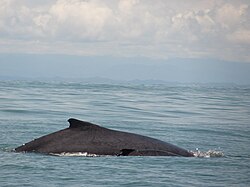 Humpback whale species in Uramba Bahía Málaga National Natural Park, Cauca Valley, Colombia, considered the favorite place for whales give birth to their young, making it a tourist destination