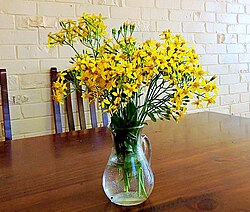Cut flowers of Cape ivy in a vase
