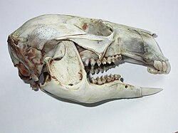 A Bennett's wallaby skull