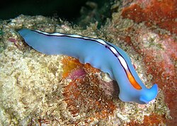 Flatworms, such as this Pseudoceros bifurcus, lack specialized circulatory organs.
