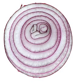 Cross section of onion bulb
