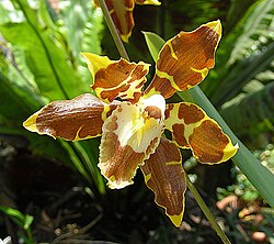 Odontoglossum luteopurpureum