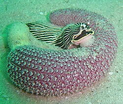 Pierre's armina feeding on purple sea pen