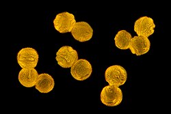 Individual pollen grains of T. officinale