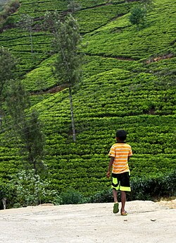 A boy goes out from home through a newly paved concrete road near a tea plantation in Walapane.