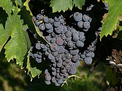 A varietal Sagrantino indigenous to the region of Umbria