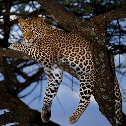 The African leopard is classed as a vulnerable species.