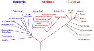 A phylogenetic tree based on ribosomal RNA genes implies a single origin for all life.