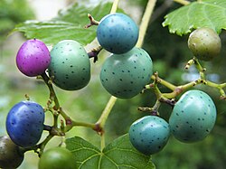 Porcelain vine is usually planted for its showy, colourful berries.[56]