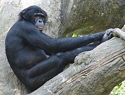 Bonobos treat sexual activity as a very versatile form of social interaction, with purposes ranging from stress reduction to conflict resolution. Females tend to collectively dominate males by forming alliances and use sexuality to control males.