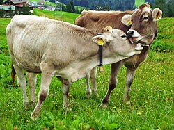 Cows on a pasture in Austria