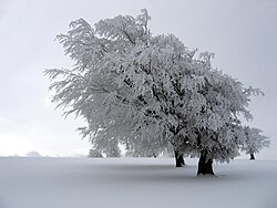 Winter on Schauinsland: famous "Windbuchen" beeches bent by the wind