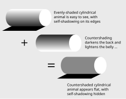Countershading acts as a form of camouflage by 'painting out' the self-shadowing of the body or object. The result is a 'flat' appearance, instead of the 'solid' appearance of the body before countershading.