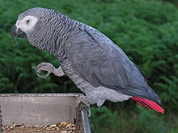 Imitation can be found in a few members of the avian world, in particular the parrot. Imitation forms the basis of culture, but does not on its own imply culture.