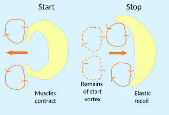 Jellyfish locomotion is highly efficient. Muscles in the jellylike bell contract, setting up a start vortex and propelling the animal. When the contraction ends, the bell recoils elastically, creating a stop vortex with no extra energy input.