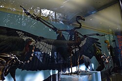 Californian turkey (Meleagris californica) and ancestral condor (Gymnogyps amplus) fossil displays at La Brea Tar Pits