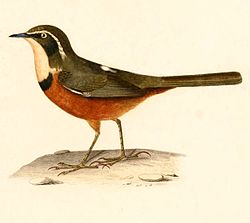 Melanopareia maximiliani d'Orbigny, 1847