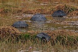 Black herons canopy feeding.