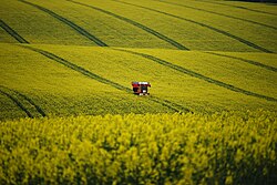 Spreading fertilizer on a field of rapeseed near Barton-upon-Humber, England