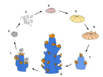 Generalized life cycle of corals via sexual reproduction: Colonies release gametes in clusters (1) which float to the surface (2) then disperse and fertilize eggs (3). Embryos become planulae (4) and can settle onto a surface (5). They then metamorphose into a juvenile polyp (6) which then matures and reproduces asexually to form a colony (7, 8).