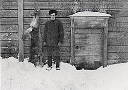 The last wolf in central Finland was killed in 1911 in the town of Karstula.