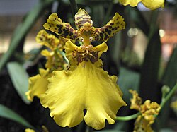 A cultivar of the orchid genus Oncidium