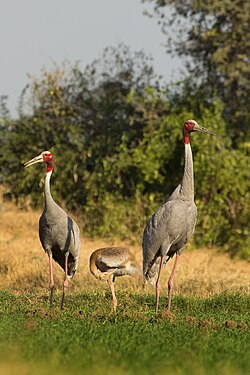 A pair with young in Velavadar