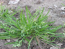 Poa annua, an annual grass