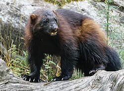 The "species status assessment" for the wolverine entails 96 pages.[372]