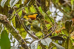 Tit berrypeckers