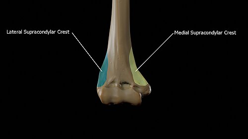 Medial and lateral supracondylar ridges of the humerus
