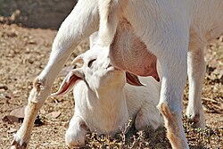 A goat kid feeding on its mother's milk