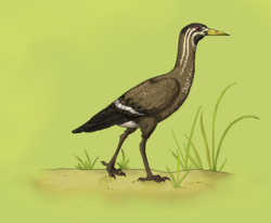 Life restoration of Lithornis.