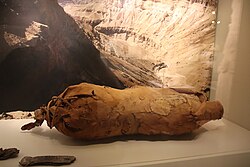 A leather waterskin from the Judean desert, dating back to 132–135 CE.