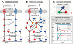 Signaling network showing difference between traditional and network biological view